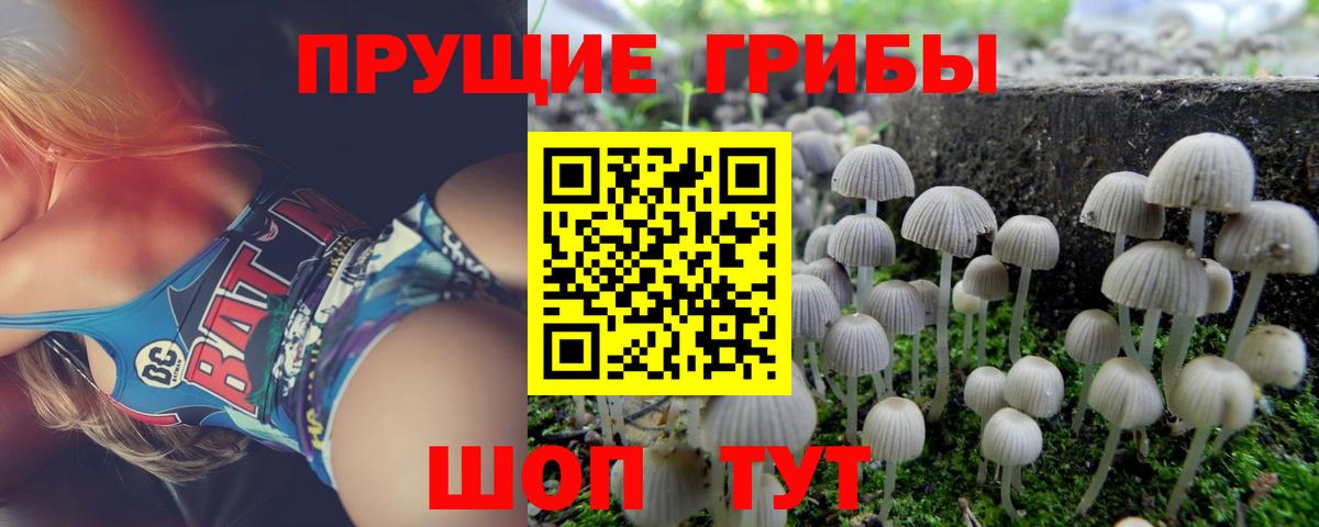 Сарапул  Псилоцибиновые грибы Psilocybe  Вход с VPN 